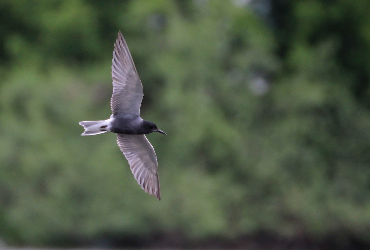 Black Tern - Vitaliy Mosienko