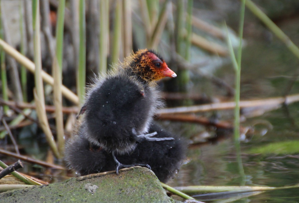 Eurasian Coot - ML238517681