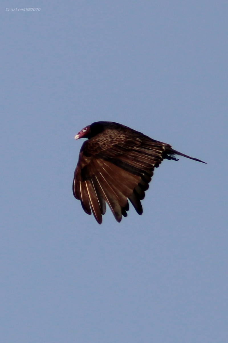 Turkey Vulture - ML238517901