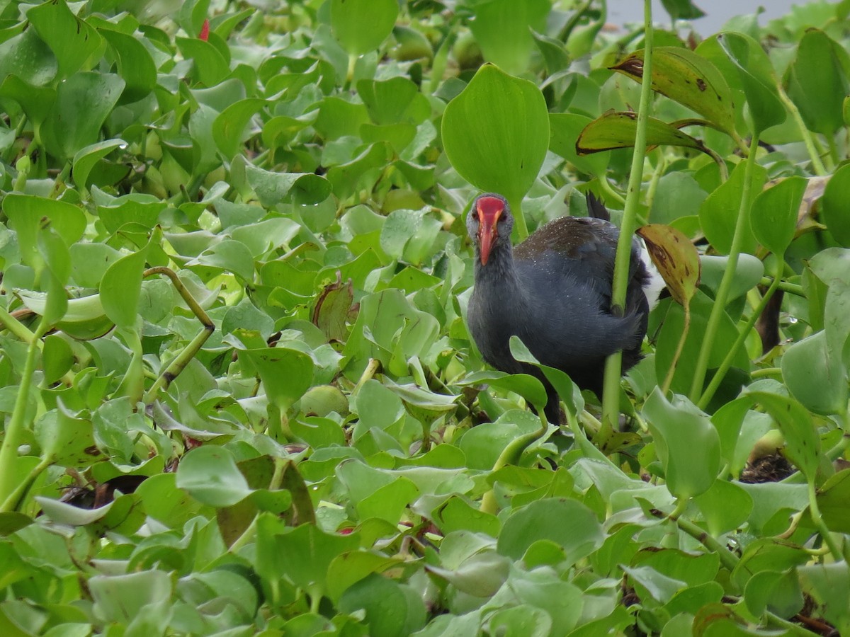 Philippine Swamphen - ML238517981