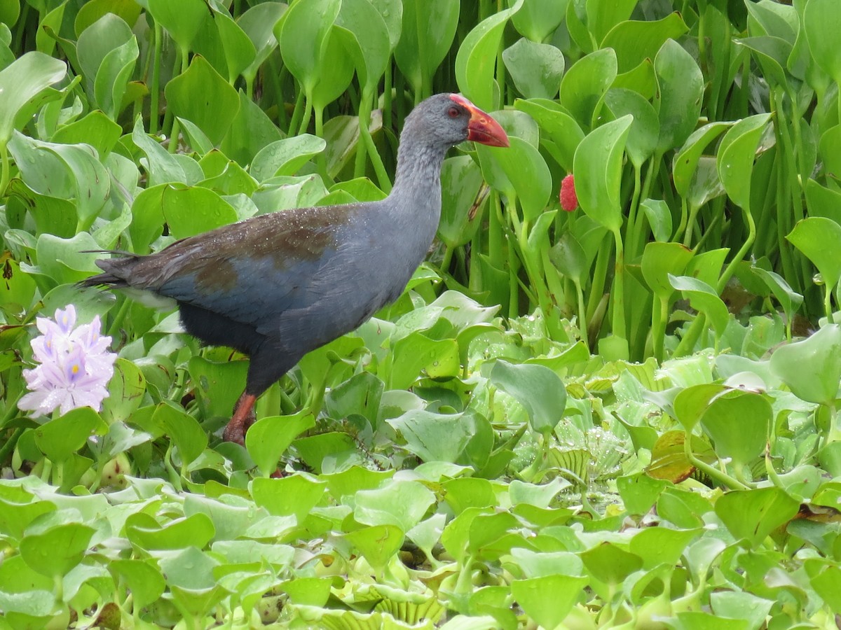 Philippine Swamphen - ML238517991