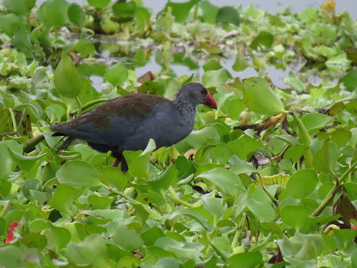 Philippine Swamphen - ML238518031