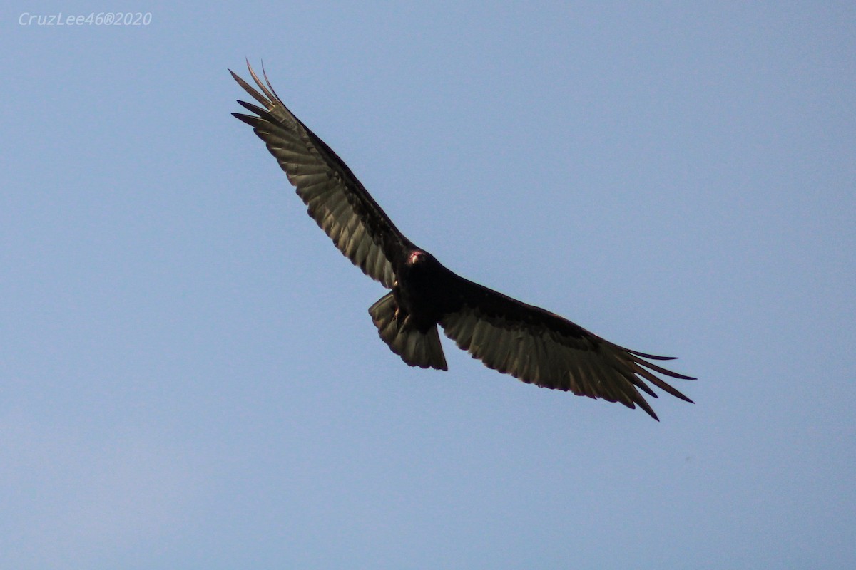 Turkey Vulture - ML238518081