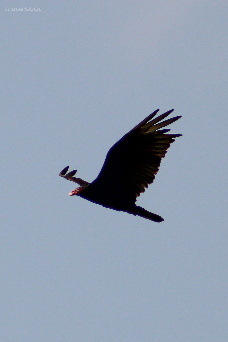 Turkey Vulture - ML238518091