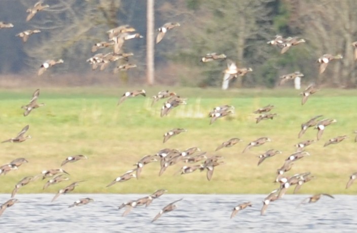 Eurasian Wigeon - ML23851861