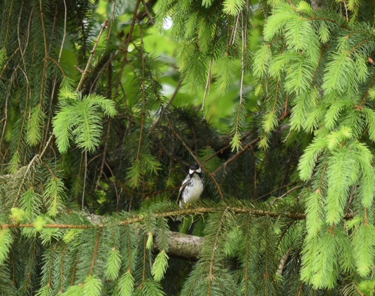 Blackpoll Warbler - ML238519431