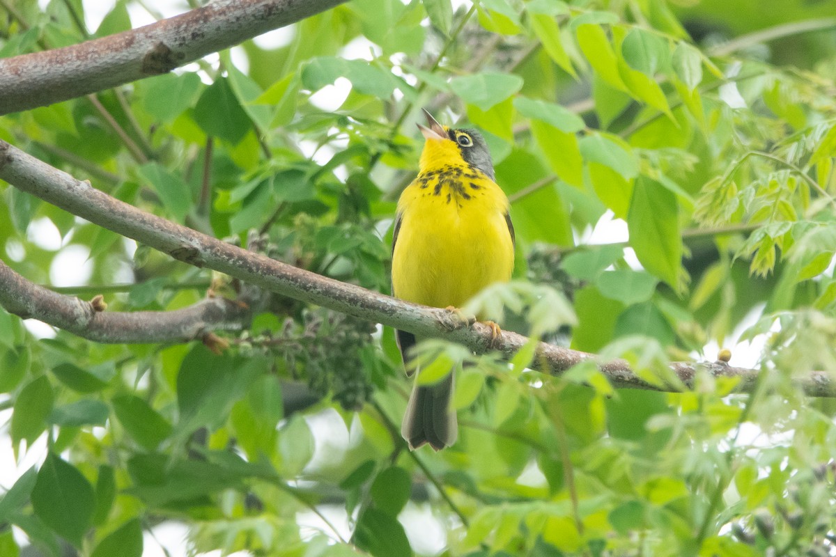 Canada Warbler - MI YU