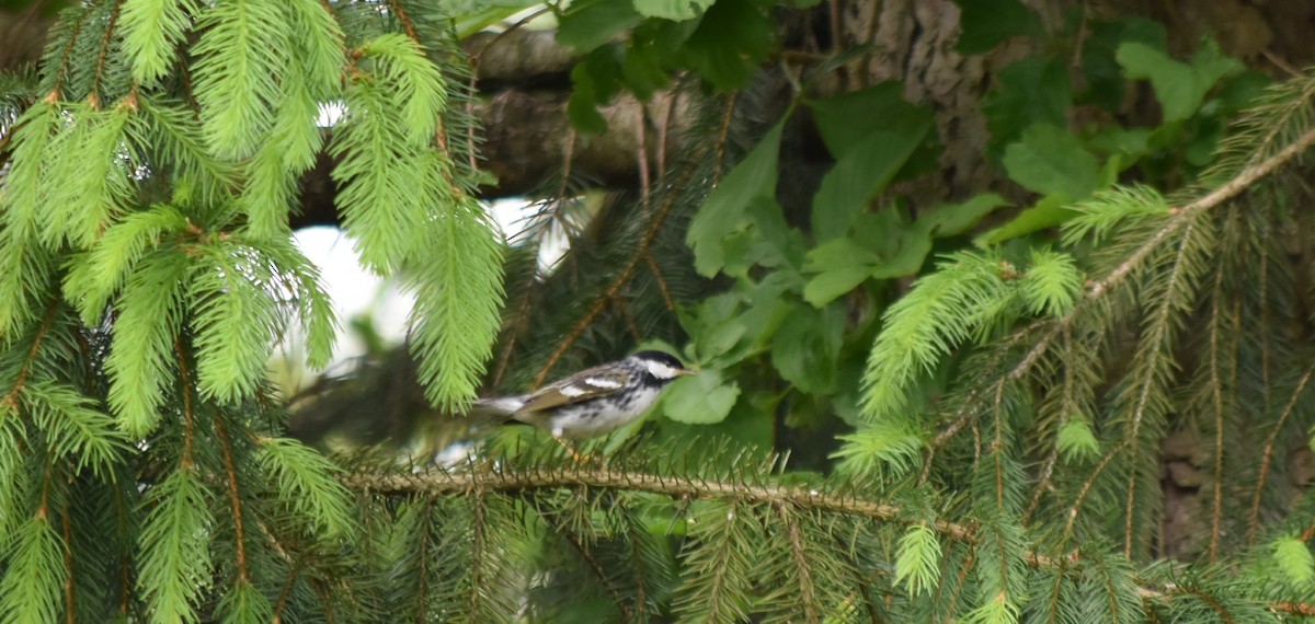 Blackpoll Warbler - ML238519501