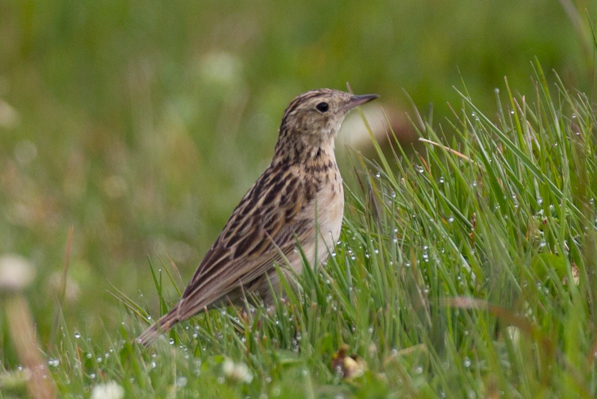 Paramo Pipit - Robert Lewis