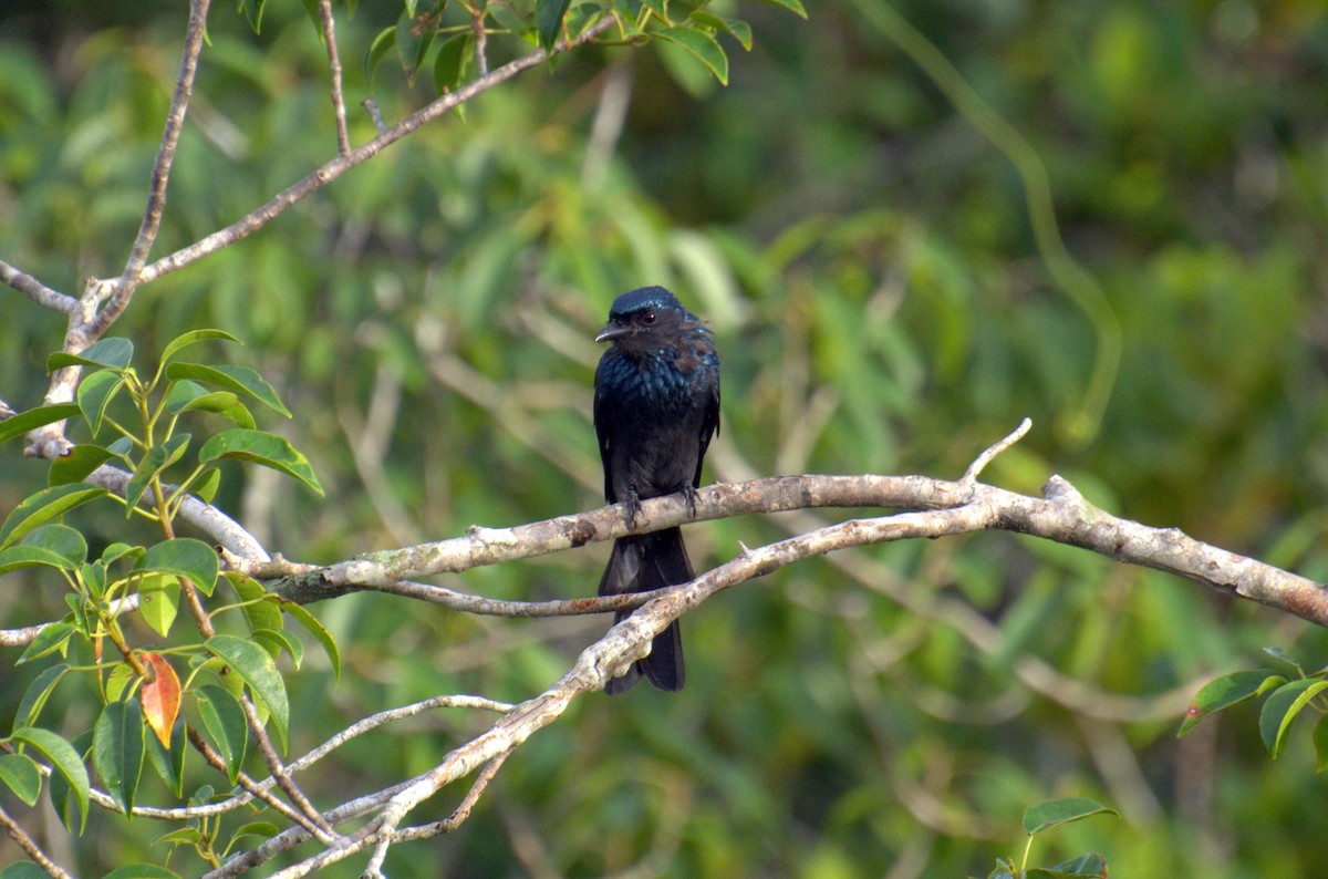 Bronzed Drongo - ML238521061