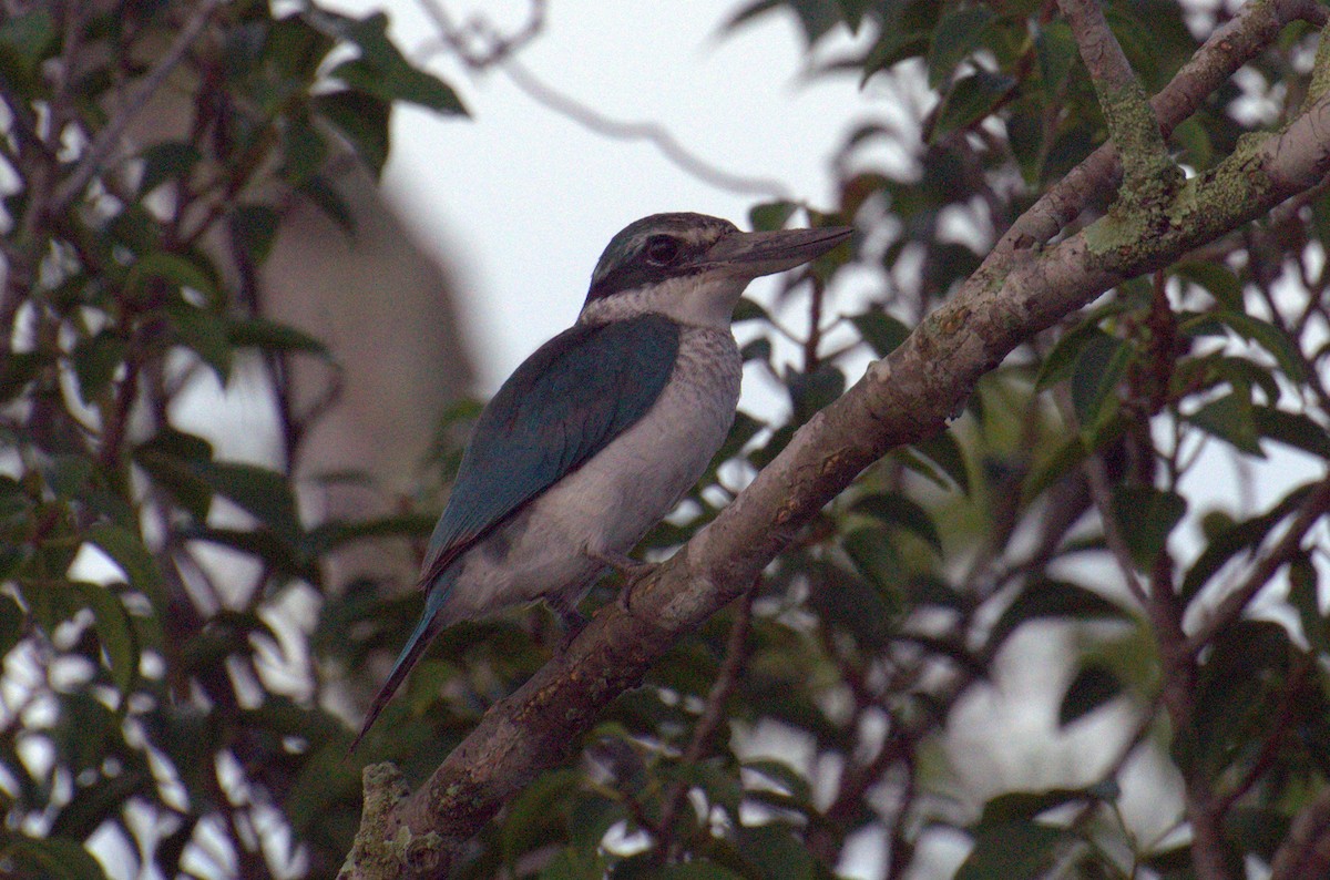 Collared Kingfisher - ML238521121