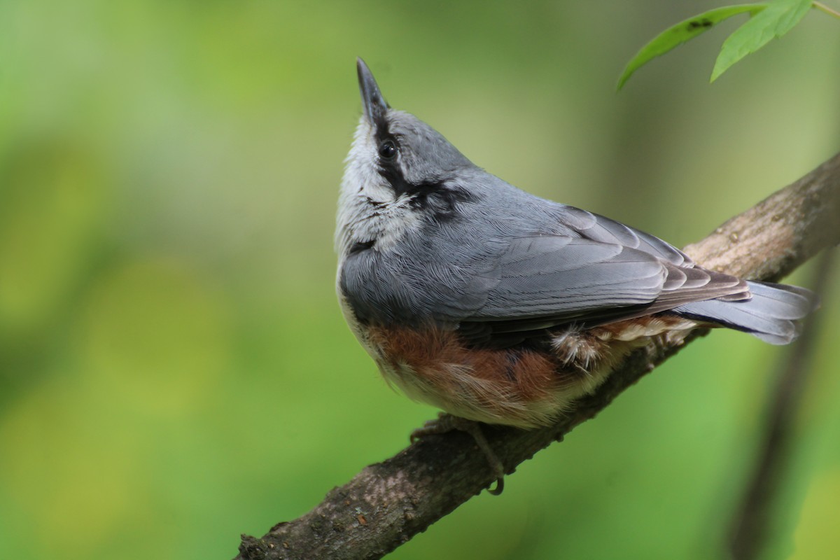 Eurasian Nuthatch - ML238521331