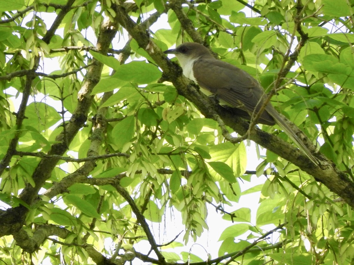 Black-billed Cuckoo - ML238521851