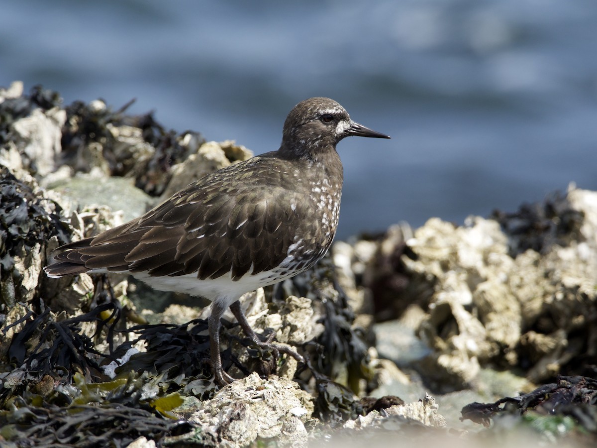 Black Turnstone - ML238521991