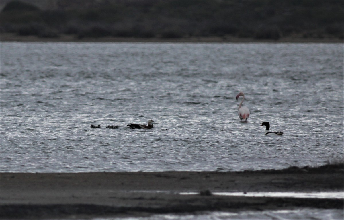 Ruddy Shelduck - ML238522971