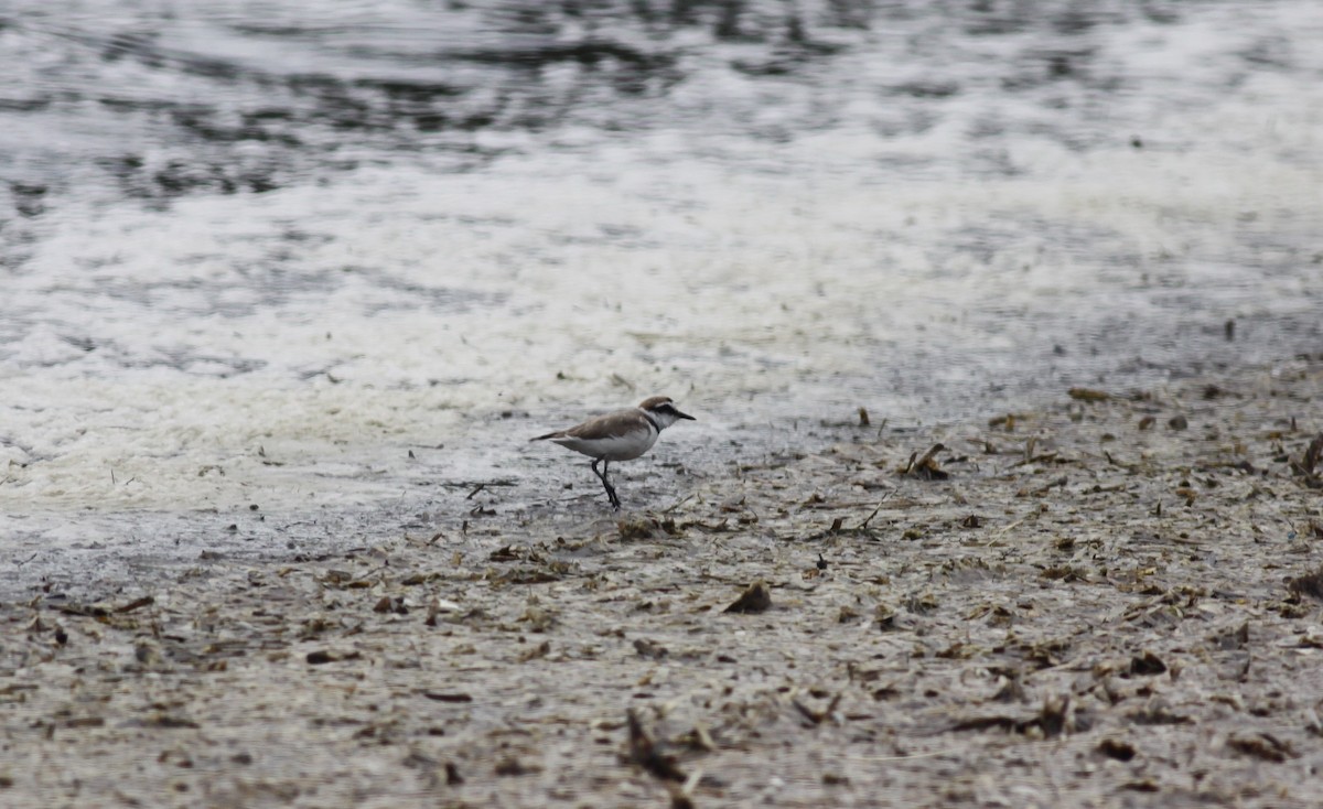 Kentish Plover - ML238523601