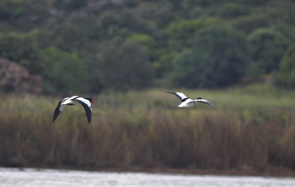 Common Shelduck - ML238523821