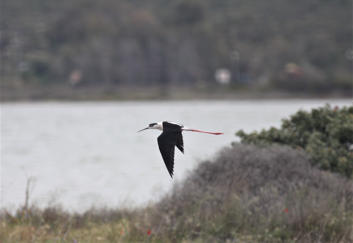 Black-winged Stilt - ML238524031