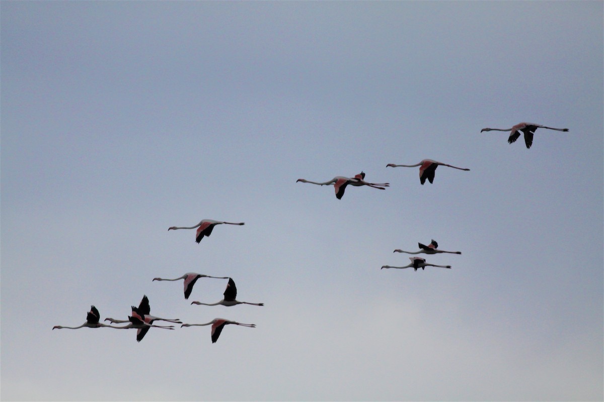 Greater Flamingo - ML238524431