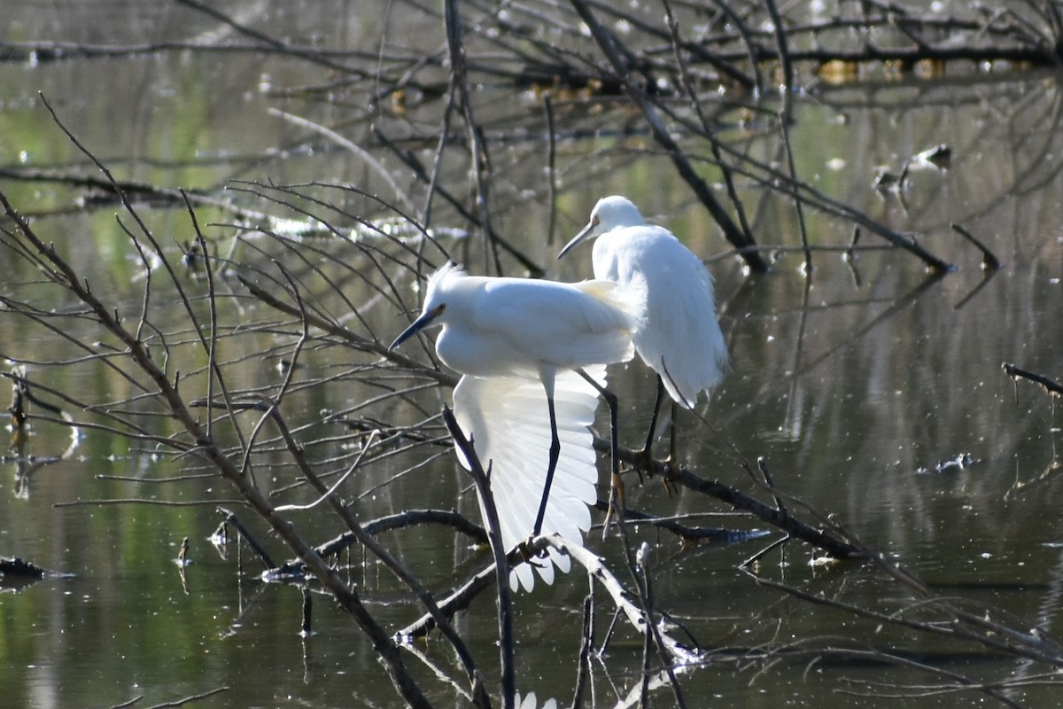 Aigrette neigeuse - ML238524451
