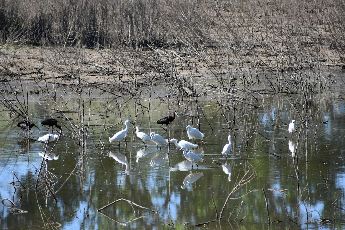 Aigrette neigeuse - ML238524491