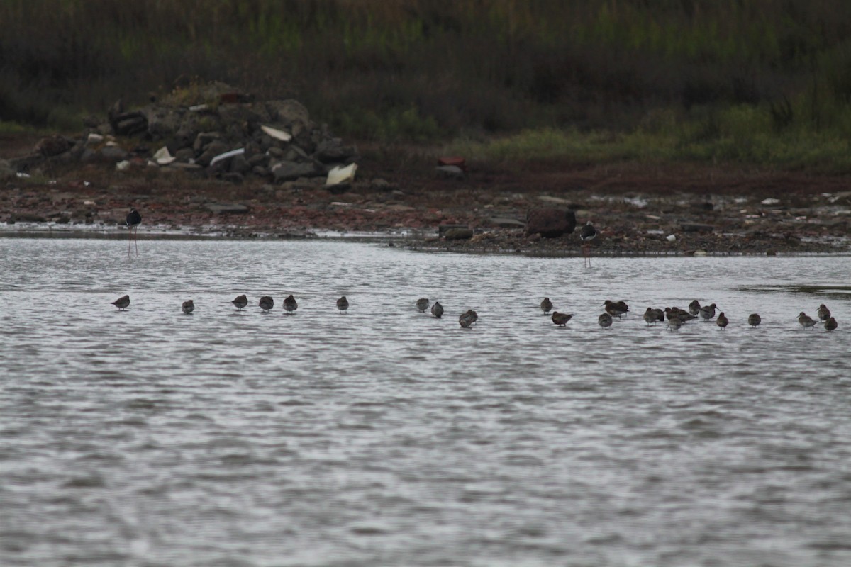 Curlew Sandpiper - ML238524661