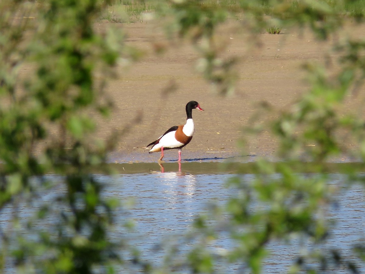 Common Shelduck - ML238525651