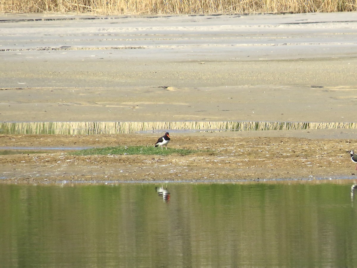 Eurasian Oystercatcher - ML238525701