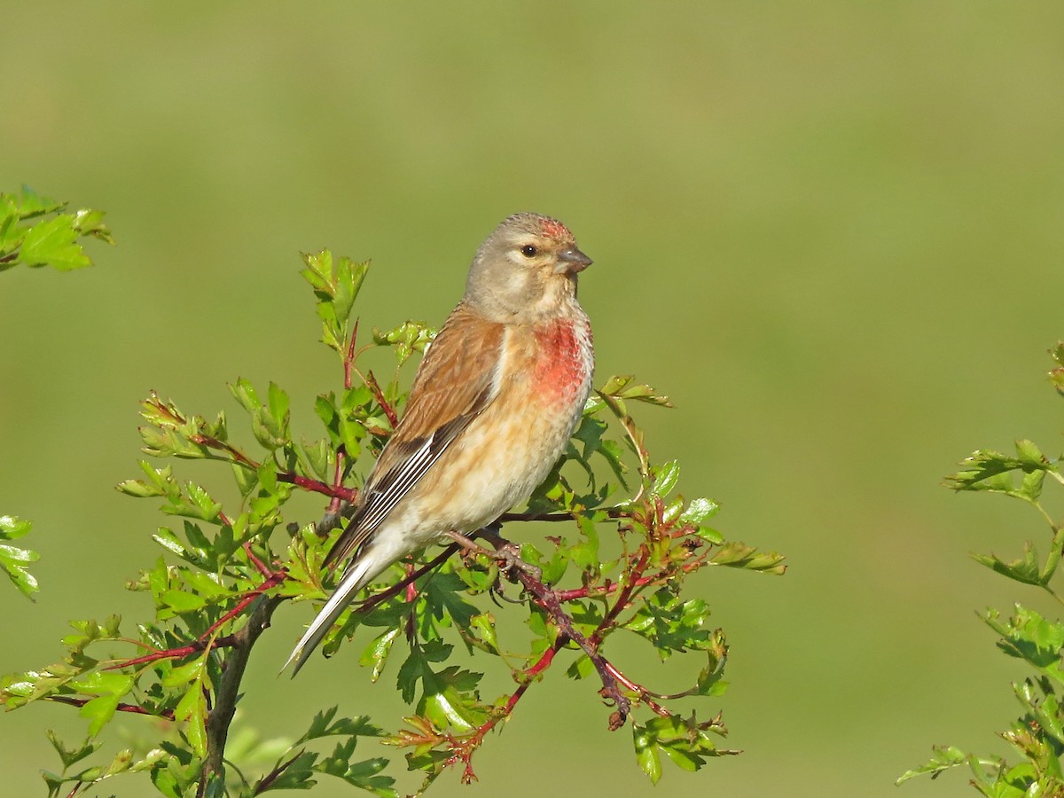 Eurasian Linnet - Ray Scally