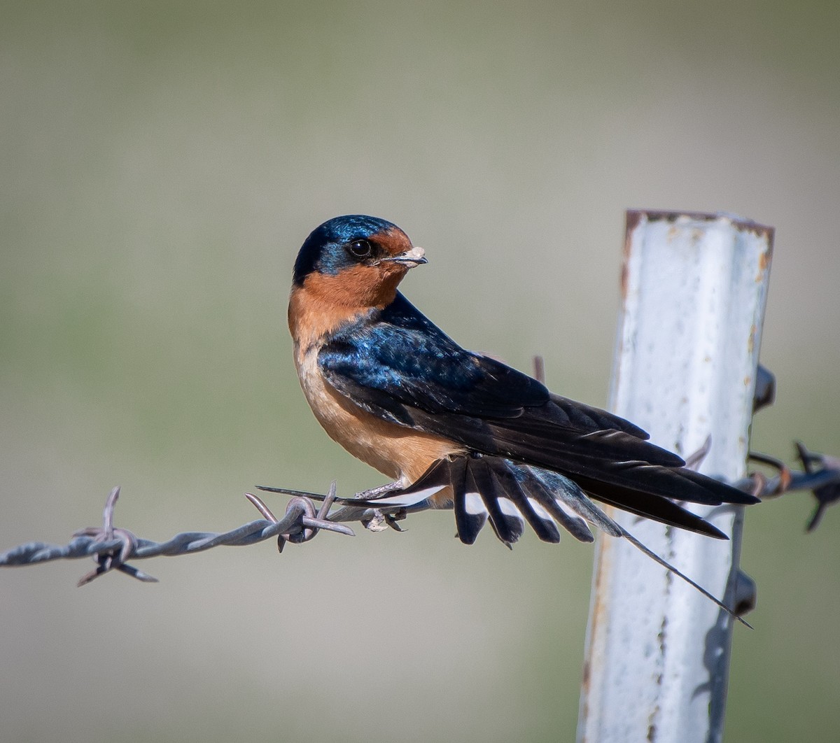 Barn Swallow - ML238527571