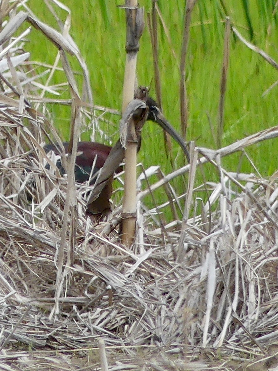 Glossy Ibis - ML238528301