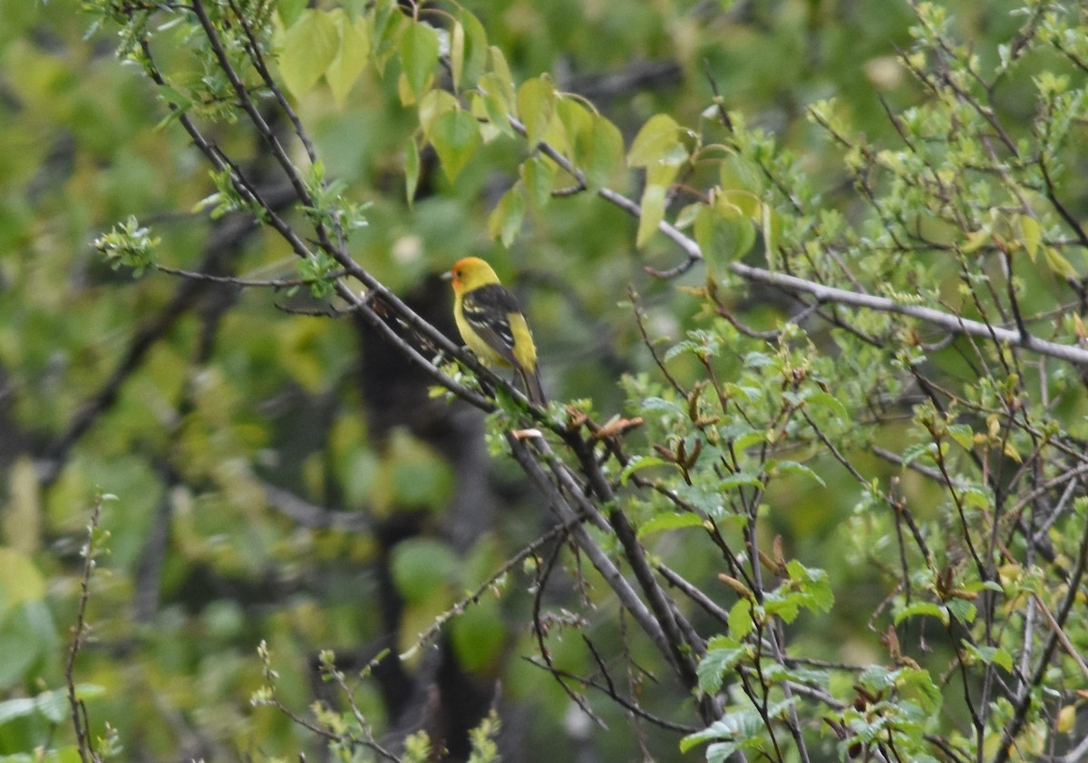 Western Tanager - ML238531051