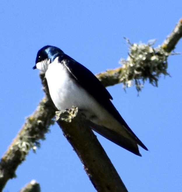 Tree Swallow - John/Linda Mendoza