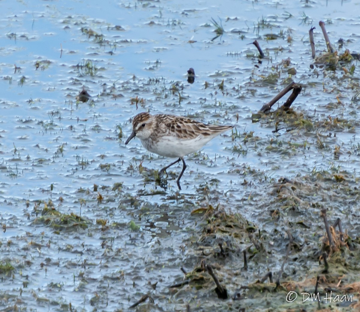Semipalmated Sandpiper - Damon Haan