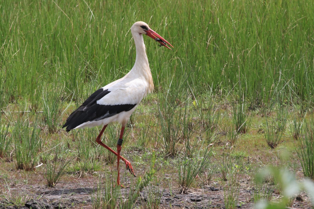 White Stork - ML238532341