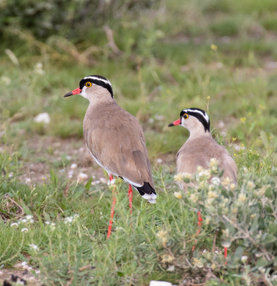 Crowned Lapwing - ML238533361