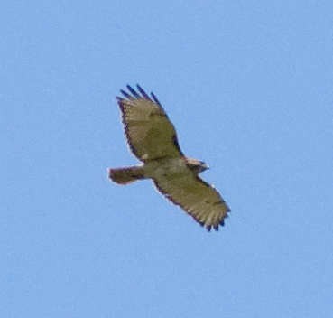 Red-tailed Hawk - ML238533951