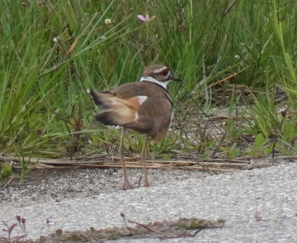 Killdeer - ML238535511