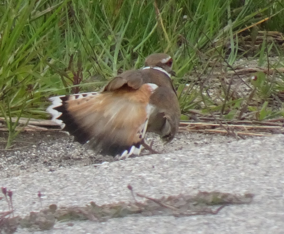 Killdeer - ML238535551