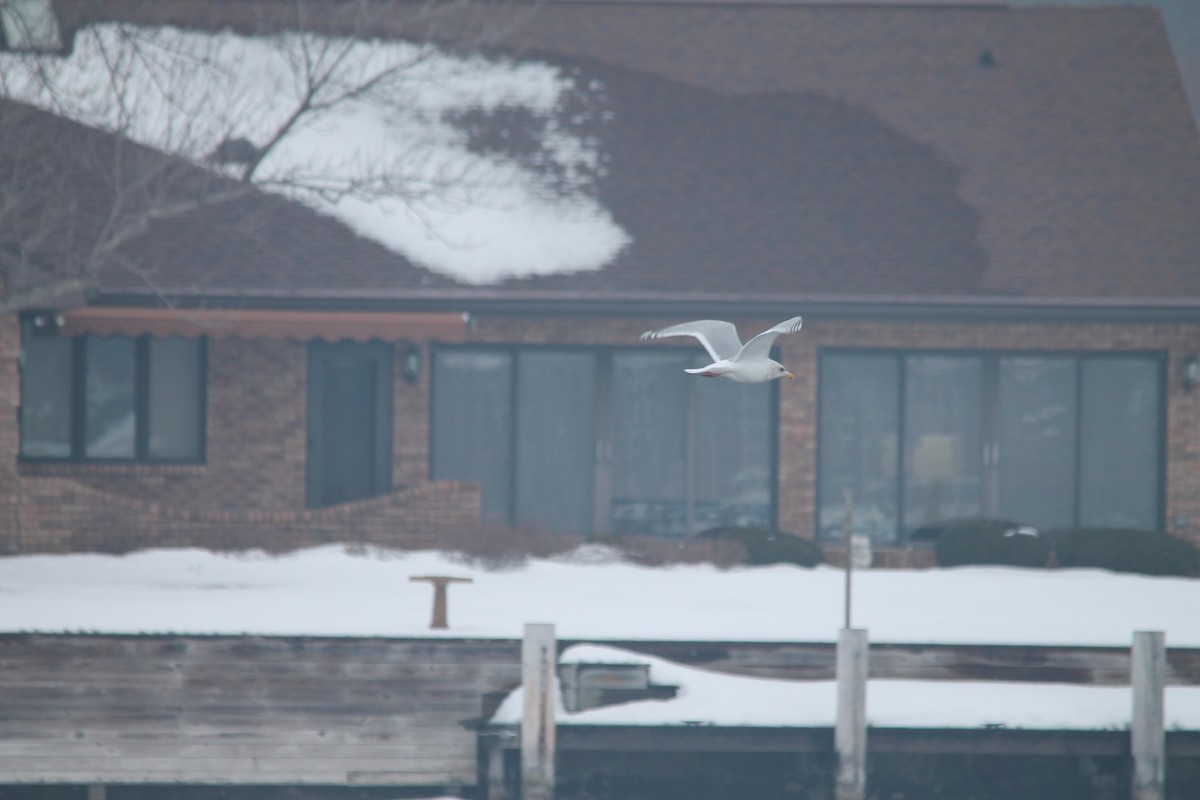 Iceland Gull (Thayer's) - Mark Benson