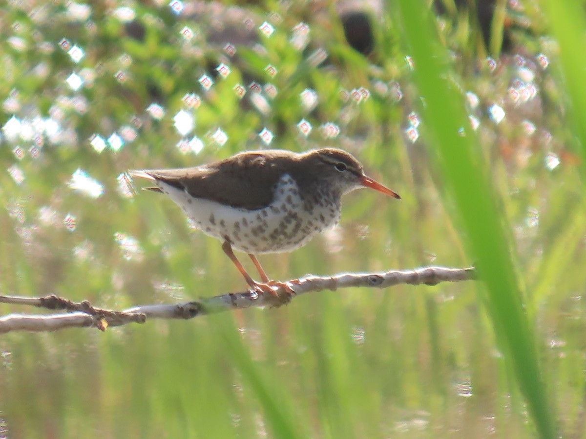 Spotted Sandpiper - ML238537351