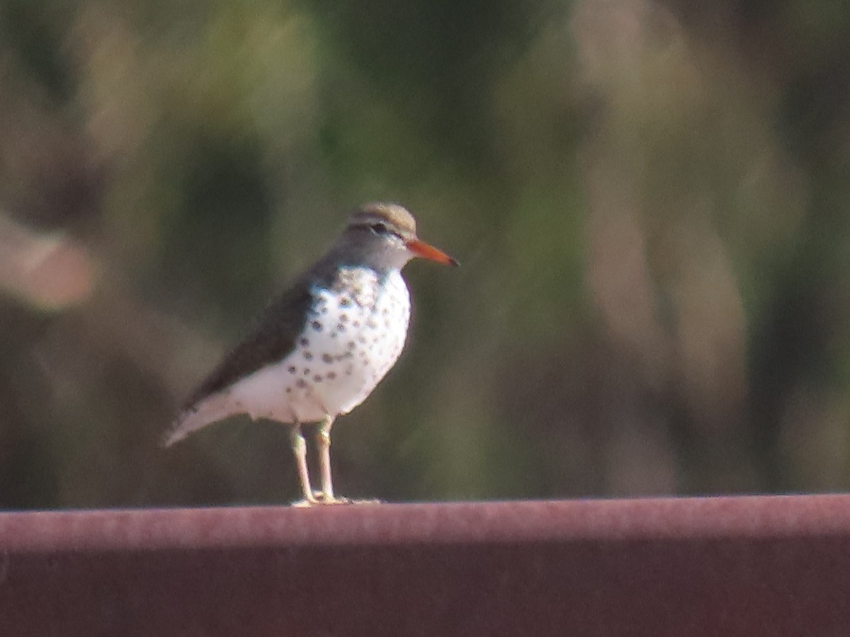 Spotted Sandpiper - ML238537541