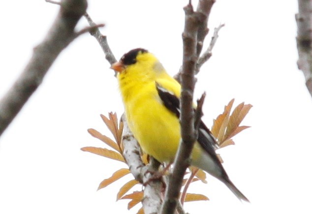 American Goldfinch - Jim Smith