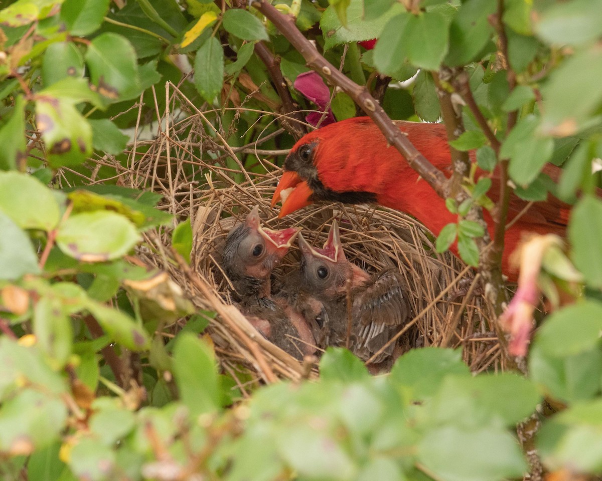Northern Cardinal - Keith Kennedy