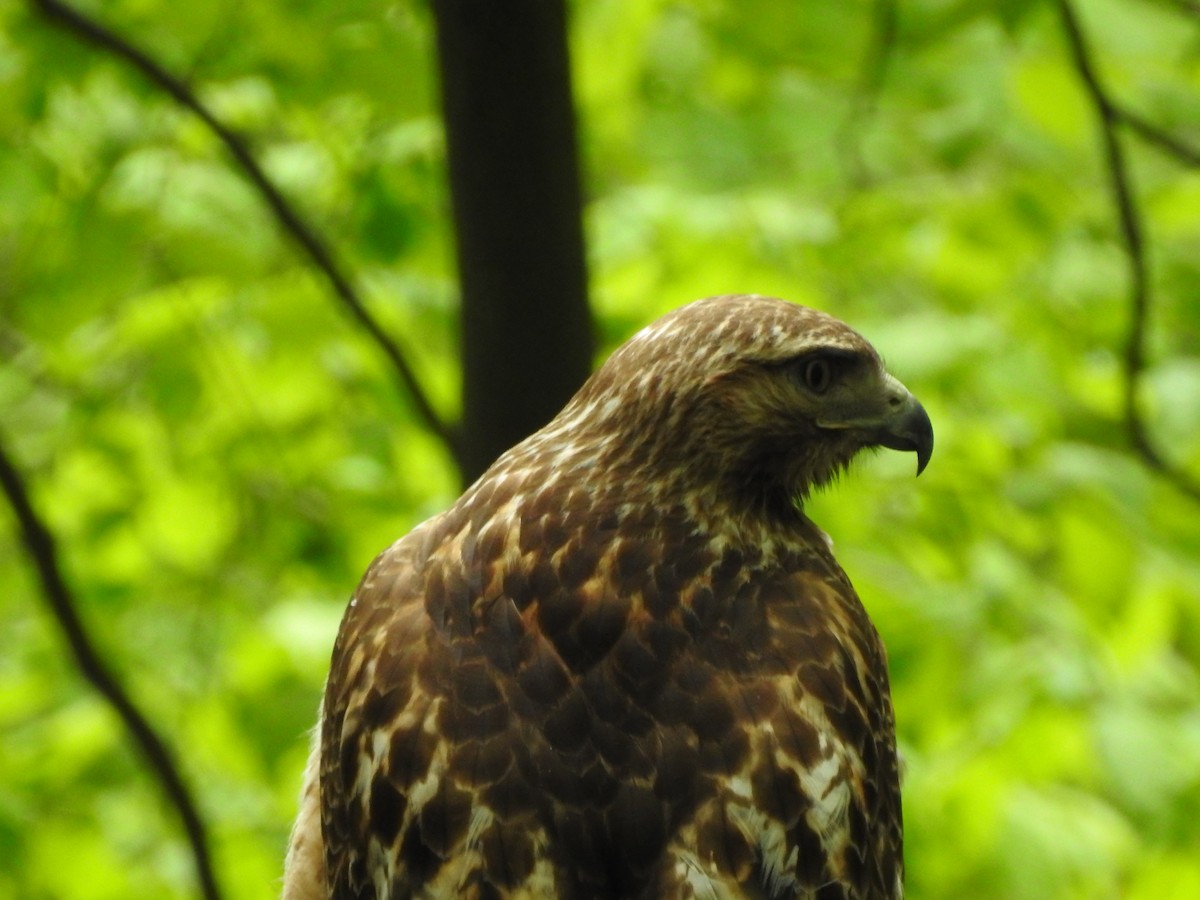 Red-tailed Hawk - James Lukenda