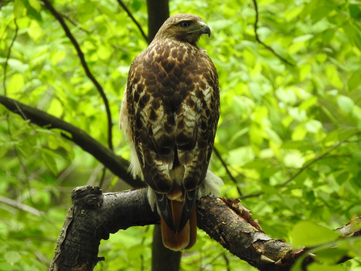Red-tailed Hawk - ML238543411