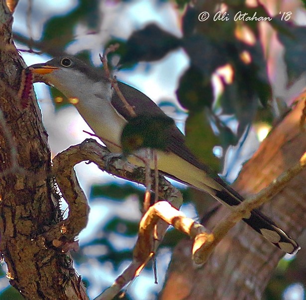 Pearly-breasted Cuckoo - ML238543471