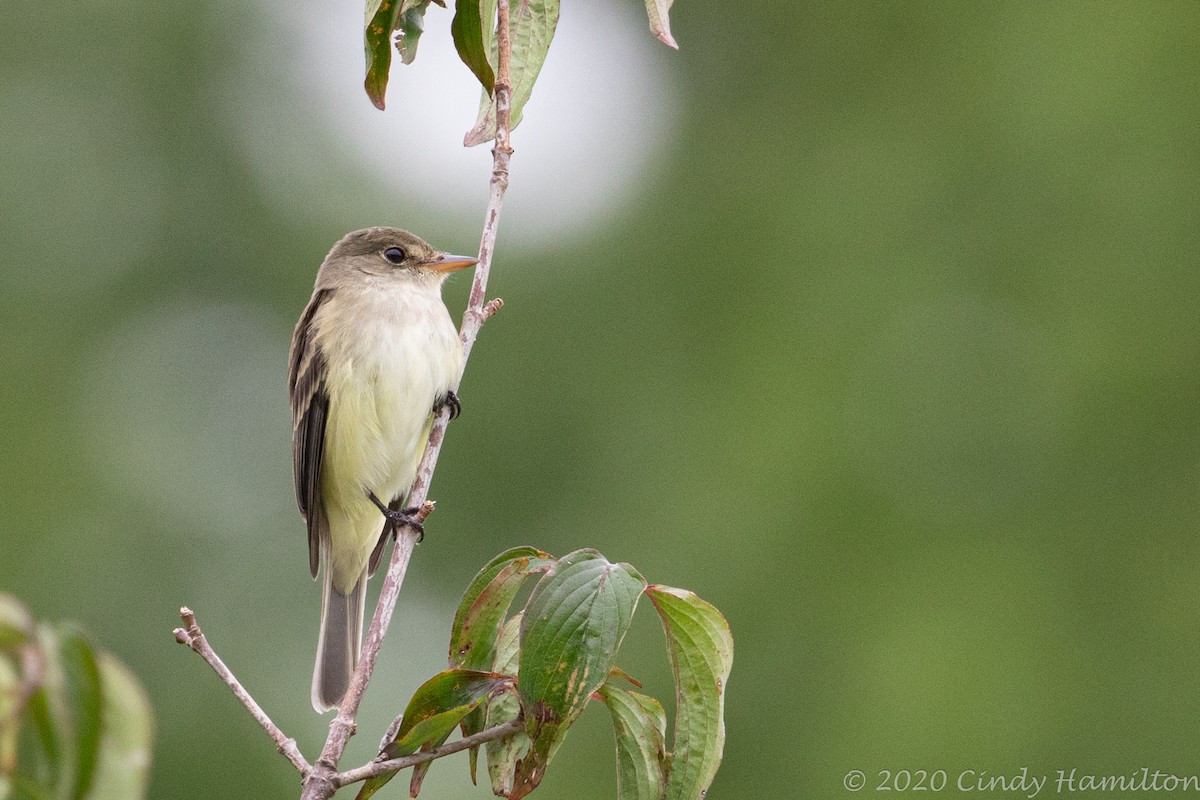 Alder/Willow Flycatcher (Traill's Flycatcher) - ML238547251