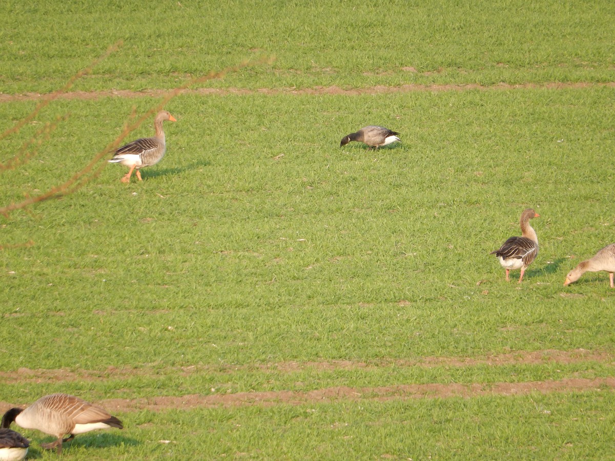 berneška tmavá (ssp. bernicla) - ML238548321