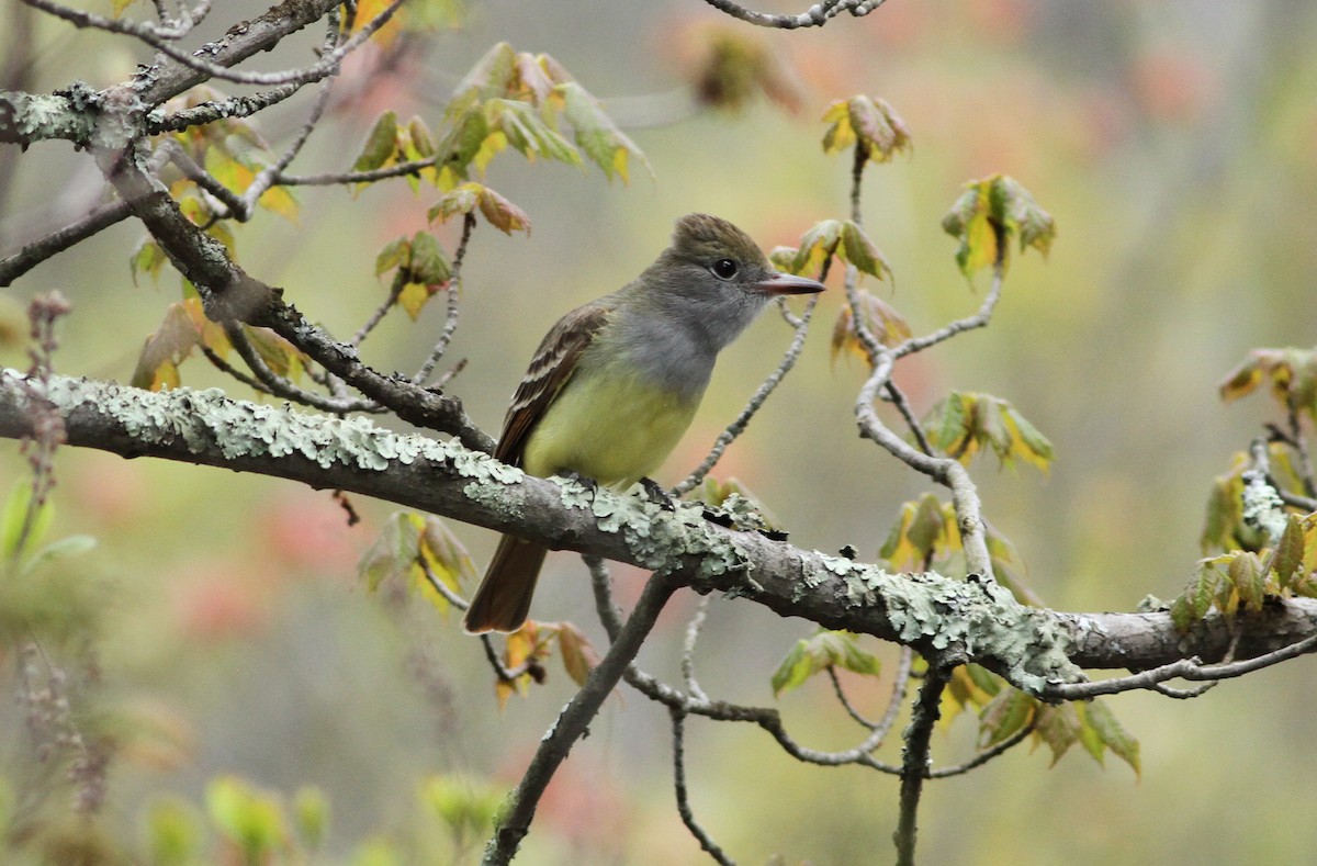 Great Crested Flycatcher - ML238550871